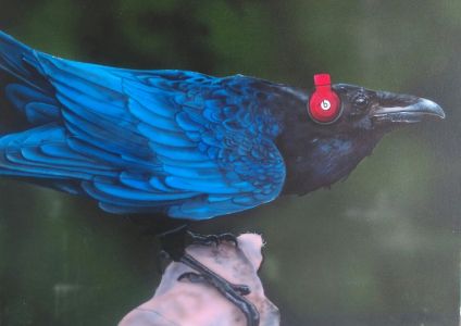 airbrushed bird, raven wearing headphones, birds with beats series