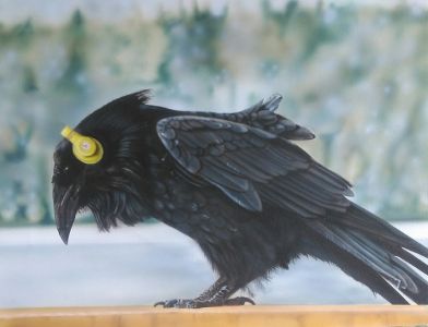 airbrushed bird raven, birds with beats wildlife art